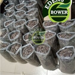 Fresh Locust Beans (Iru Ekiti)